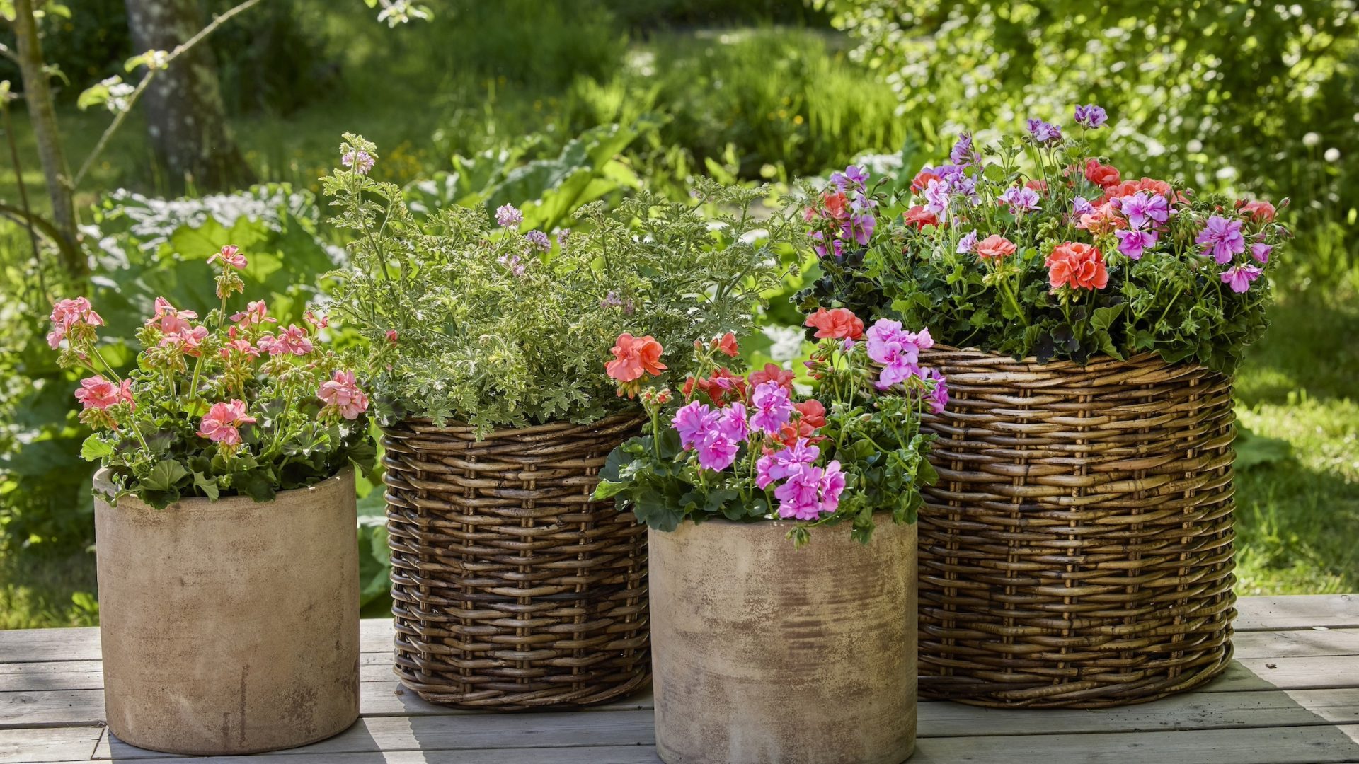 2026_Geraniums_2000_Urban_Life_Rural_Style_35