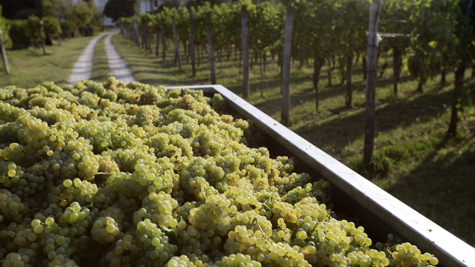 Ronco dei Tassi_Vendemmia (1)
